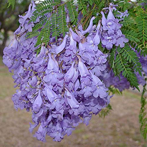 Mphmi Plants Neel Mohar Plant jacarandaMimosifolia - Plant Garden Live Plant Nursery Indoor Outdoor Living Plants (B0937K9R6Z) Amazon Price History, Amazon Price Tracker