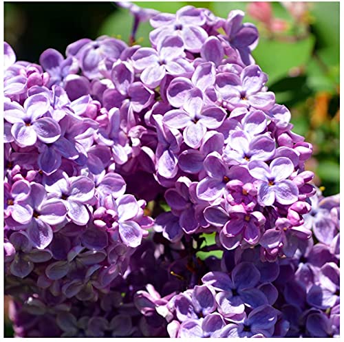 Common Lilac Tree Shrub, Fragant Purple Flowers, Syringa Vulgaris 2L Pot 3fatpigs®
