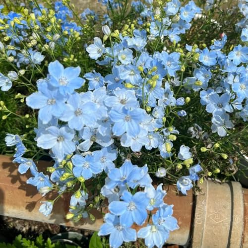 semillas resistentes de delphinium - exterior Decoración interior 500pcs