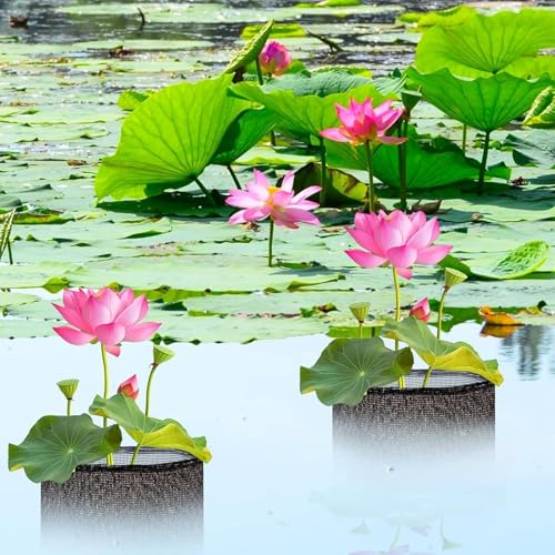 Macetas para estanque transpirables perfectas para decorar terrazas, patios y estanques de jardín 4