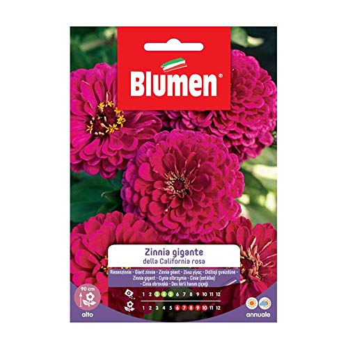  Zinnia Gigante Rosa