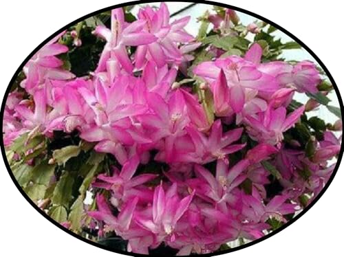 Generic FlowerPotNursery Christmas Cactus Pink Schlumbergera bridgesii Pink 4"" Pot -  The Flower Pot Nursery