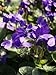 Viola odorata Queen Charlotte 250 Seeds