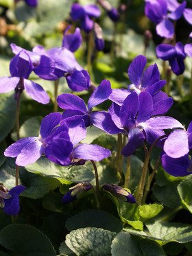 Viola odorata Queen Charlotte 1,000 Seeds