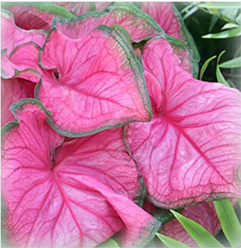 Florida Sweetheart Caladium Bulbs for Planting -...