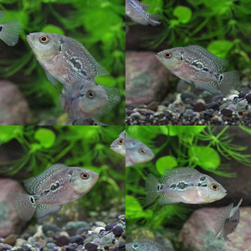 フラワーホーン　罗汉鱼 Amazon | (熱帯魚 生体)フラワーホーン(花羅漢) （約5cm)(1匹