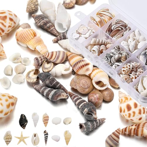 320 Muscheln zum Basteln, 10 Verschiedene Arten Natürliche Muscheln Deko, 3 Boxen Muscheln Gemischt, Ideal für DIY Handwerk und Vase Füllstoffe...