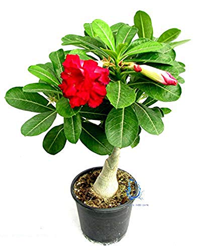 See full amazon price history chart for Adenium Plant Live With Pot Bosnai Grafted Multi Petal Desert Rose Adenium Plant Live With Pot Bosnai Grafted Multi Petal Desert Rose (B07R2BZ7GQ) Amazon Price History, Amazon Price Tracker