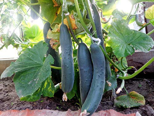Seeds Indoor Self-Pollinating Cucumber April F1 Heirloom Vegetable For Planting Non Gmo #TOP6