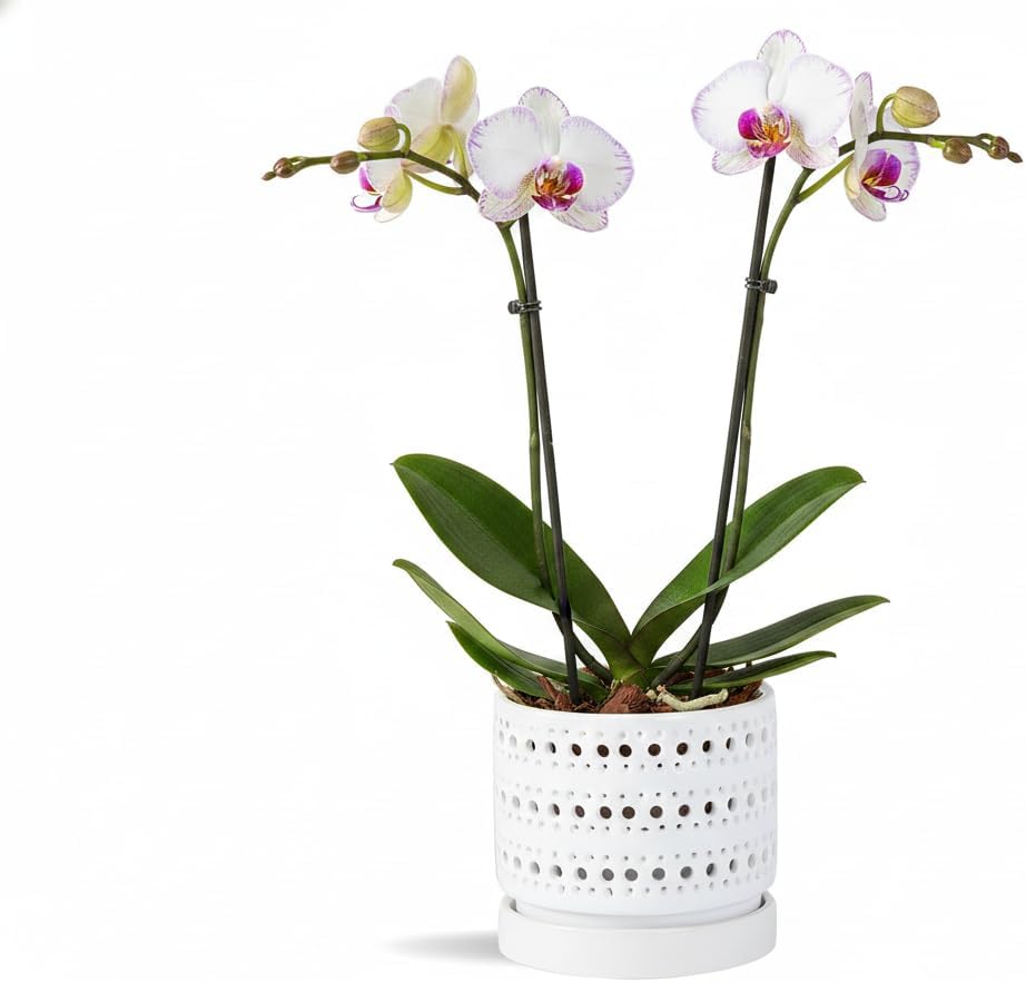 PLANTATOREM 7.5 Inch Moon Gate Orchid Planter with Holes and Attached Saucer- Astel Baby Pink - Stylish Ceramic Pot for Indoor and Outdoor Use - Includes Drainage Holes and Saucers
