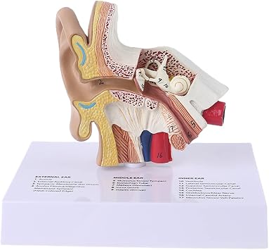 1.5 Times Life Size Human Ear Model Scientific Anatomy Teaching Supplies Anatomical Study Display Professional Human Ear Model