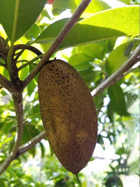 Sapota Chiku (Sapodilla) Manilkara Zapota Small Tree Dwarf Garden Plant(1 Healthy Live Plant Home Or Rooftop Garden Live Plant