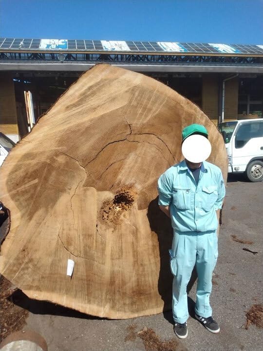 7-999 Cedar Cedar, Super Huge Log, Raw Wood, Length 157.7 inches (4,000 mm), End Opening: 55.4 inches (1,400 mm)