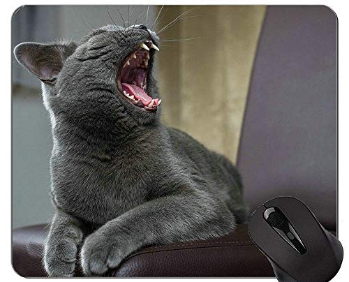 }EXpbhAꂽueBbVV[gwAL}EXpbhp[\iCYAXeb`ꂽGbWMރ}EXpbh