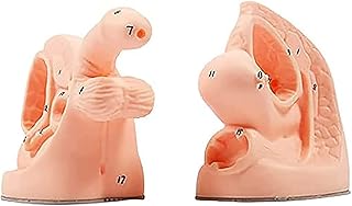 Urinary Catheterization Model, 2Pcs Male and Female Catheter Anatomy Teach Set, for Medical Practice, Nursing Education Clinical Teaching and Practical Training