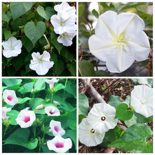 20+USA Premium Seeds Moonflower Vine Flower for Planting Outdoor Fragrant Heirloom Vine