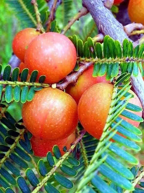 LEAF JIBON, Thai Red Amla/Amloki "Gooseberries" Fruit Live Plant (Pack Of-1) Healthy Plant-image-48