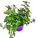 Orangen Minze Kräuterpflanze Mentha x piperita 1stk.