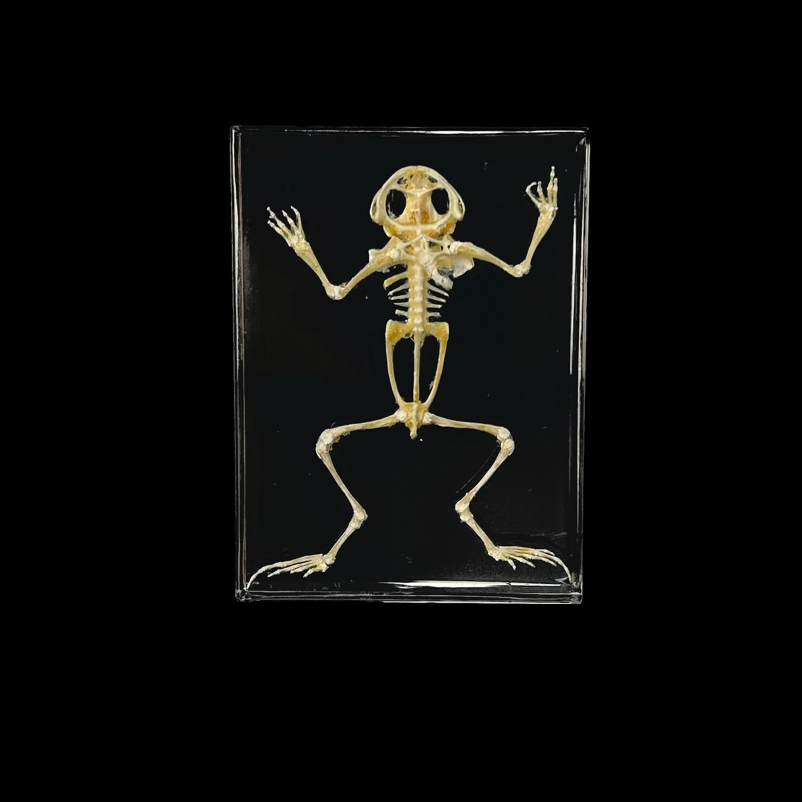 Taxidermy Insect Resin Skeleton, Real Animal Skeleton Block Embedded Specimen for Science Education(Frog Skeleton)
