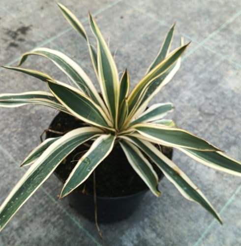 Yucca flaccida 'Ivory Towers' / Yucca herbe à soie/Conteneur de 2 à 2.9 litres/Résistant au sec