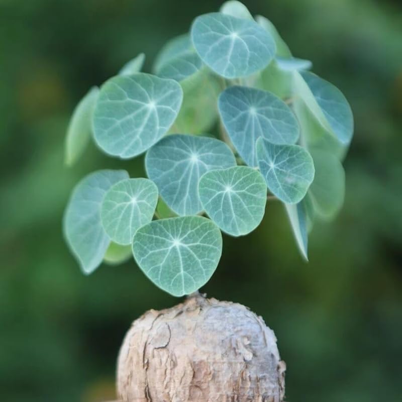 Stephania Cephalantha Plant, Rare Caudex Succulent with No Hair Roots, 2.5-3 Inches for Indoor Planting