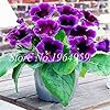 100 Pcs/Pack Gloxinia Seeds Perennial Flowering Seed Plants Sinningia Speciosa Seed Balcony Flower Mix Colors Can Be Choose - (Color: 13) #2