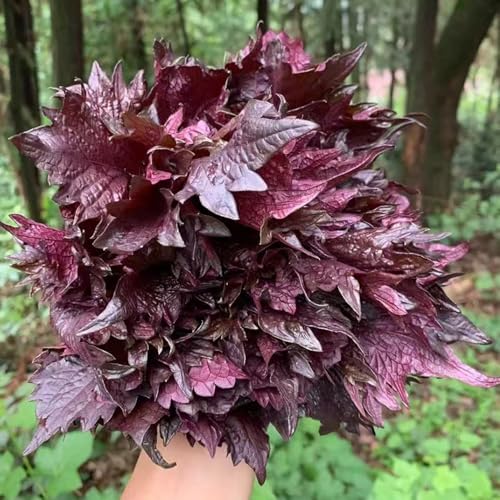 Semillas de perilla shiso - verdes de jardín rocas resistentes balcón invernadero semillas invierno 100pcs