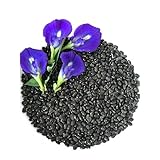 Butterfly Pea Flower Seeds, 100 Blue Butterfly Pea Vine Seeds (Clitoria Ternatea) by Mai's Family LLC