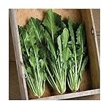 David's Garden Seeds Chicory Dandelion Catalogna Special 7922 (Green) 200 Non-GMO, Heirloom Seeds