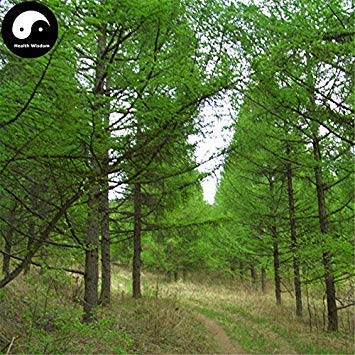 Semillas de Pepino 200 Semillas de limón Pepino 65 días