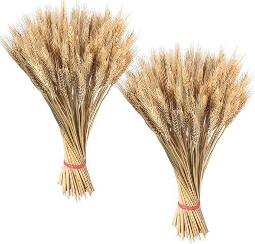 Gambi Di Grano 55cm, 200 Stelis Spighe Di Granos Naturali