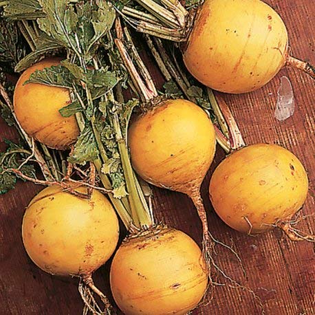 Golden Ball Turnip Seeds For Planting, 1000+ Heirloom Seeds Per Packet, (Isla's Garden Seeds), Non Gmo Seeds, Botanical Name: Brassica Rapa, Great Home Garden Gift #TOP2