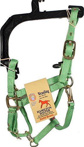 Hamilton Halter Company 441209 3/4" Adjustable Chin Strap Halter with Snap Lime, Weanling
