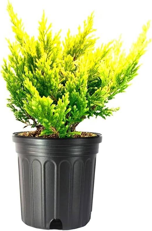 Lime Glow Juniper | 1 Live Gallon Size Plants | Juniperus Horizontalis | Cold Hardy Drought Tolerant Evergreen Groundcover