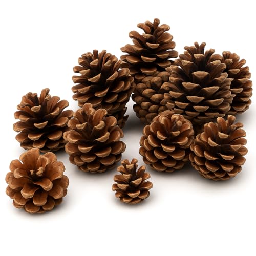 NaDeco Tannenzapfen 1kg, 50 Stk, 5-6cm, Weihnachtsdeko Adventskranz...