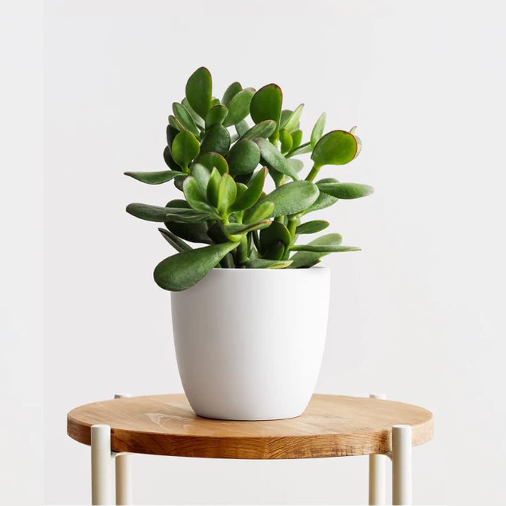 Grow Vatika Good Luck Jade Plant/Crassula Ovata Live Indoor Plants With Unique rounda Pot White Best for Living Room, Kitchen, Bedroom, & Office Table 3