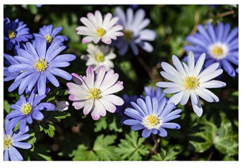 10x Anemone Blanda Mixed Colours Spring Flowering Garden Corms Daisy Like Autumn Planting Flowers Hardy Perennial Bulbs Size 5/6