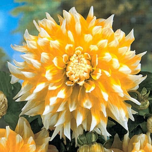 Dahlia Bulbs/Dahlia Plants Live-Plants/Rhizome/Resistant/Bed