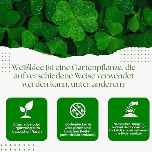 Mikroklee - Weißklee Trifolium repens 500g - Rasenklee bereichert den Rasen - Klee Samen zur Anlockung von Bienen -Saatgut für gleichmäßige, dichte Grasnarbe das ganze Jahr über