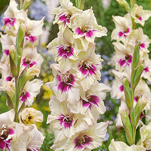 7 x Gladioli Amber Mistique – Creamy White Flowers with Lilac Throats – Summer Flowering Bulbs – Perennials – for Your Beautiful Garden