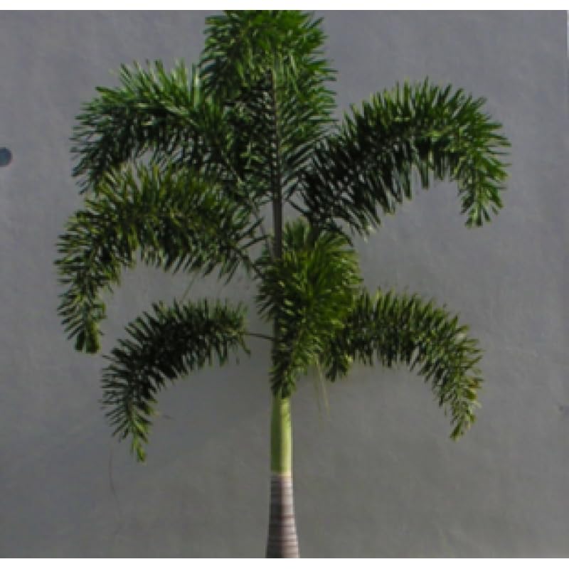 Mphmi Seedless Plant Indoor Plants Foxtail Palm - Wodyetia Palm, Wodyetia bifurcata (B0CWF6LP2X) Amazon Price History, Amazon Price Tracker