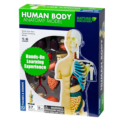 Maqueta del cuerpo humano Thames & Kosmos con órganos desmontables