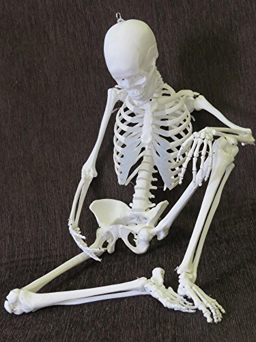 1/2サイズ全可動スーパーフレキシブル女性全身骨格模型