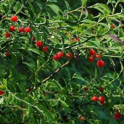 Semi Huckleberry cespuglio Rosso (Vaccinium parvifolium) 50 + Semi