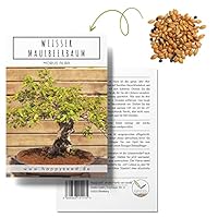 Einzigartige Bonsai Samen mit hoher Keimrate - Pflanzen Samen Set für deinen eigenen Bonsai Baum (1x Weißer Maulbeerbaum)