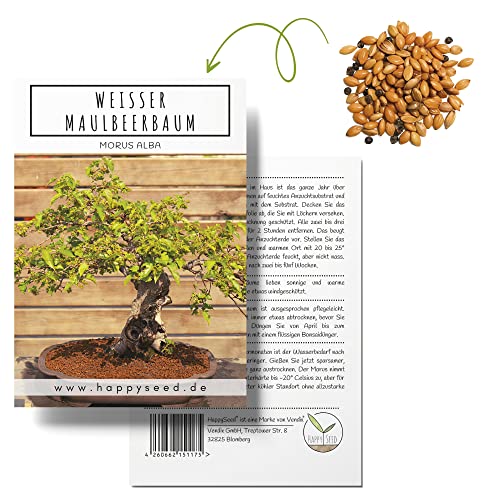Einzigartige Bonsai Samen mit hoher Keimrate - Pflanzen Samen Set für deinen eigenen Bonsai Baum (1x Weißer Maulbeerbaum) Einzigartige Bonsai Samen mit hoher Keimrate - Pflanzen Samen Set für deinen eigenen Bonsai Baum (1x Weißer Maulbeerbaum)