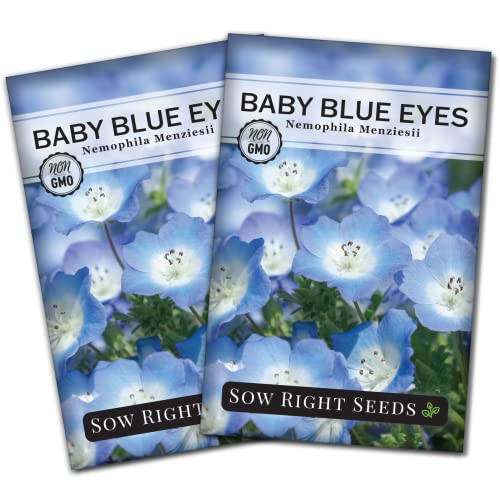 Sow Right Seeds - Baby Blue Eyes Flower Seeds for Planting - Annual Plant with Sweet Essence - Non-GMO Heirloom Packet with Instructions to Plant a Home Garden - Native California Wildflower (2)