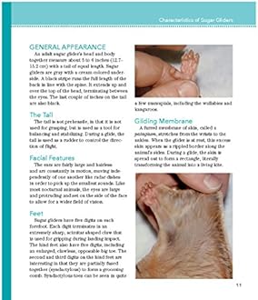 Sugar Gliders (Complete Pet Owner's Manuals)