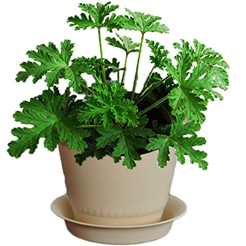 100 Stks/set Muggenwerende Zaden Smaakvolle Wintergroene Volle Zon Citronella Plant Zaden Voor Huis Tuin Planten Yard… - Image 4