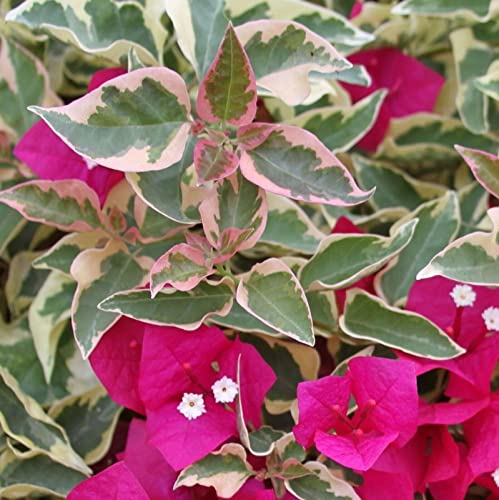 Pianta di Bougainvillea Mini-Thai - arbusto rampicante da esterno, Bougainvillea pianta alberello, Bougainvillea plants, perfetta per zone tropicali